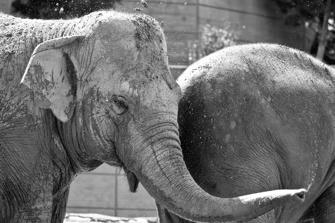 ZOO-21.jpg