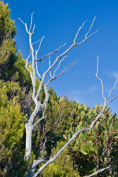 157 Notre Dame de la Serra.jpg