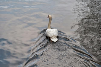 015-Holland.jpg